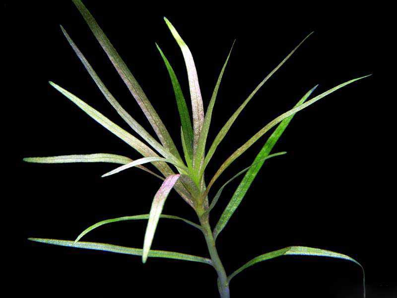 38-1-Blyxa-alternifolia.jpg