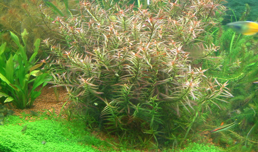 aquatic-plant--ludwigia-brevipes-850x500.jpg