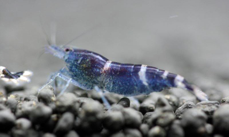 Blue-Bee-Shrimp1.jpg