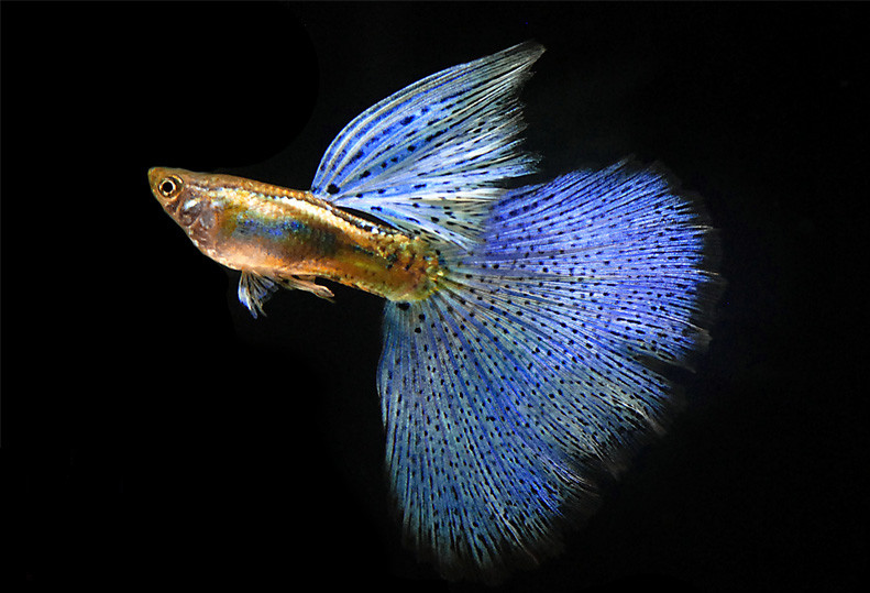 blue-grass-guppy-fish.jpg