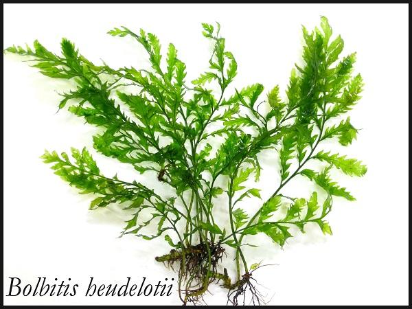 bolbitis-heudelotii-tie-driftwood-x-1pc-live-aquatic-plants-aquashop-1402-16-Aquashop@4.jpg