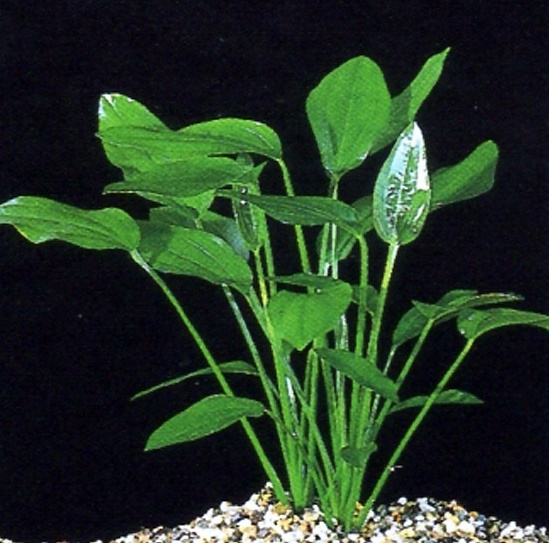 Эхинодорус лопатолистный (Echinodorus palaefolius).jpg