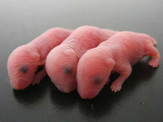 Japan-sperm-mice-stem-cells.jpg