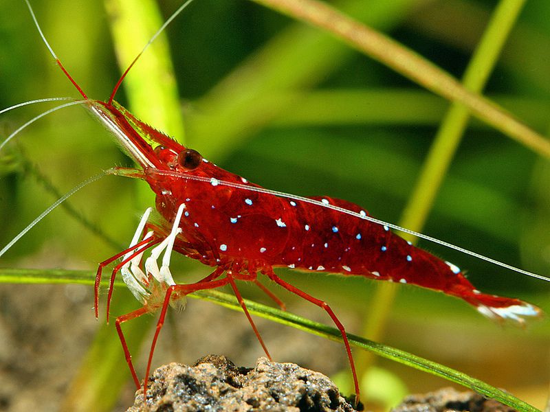 krevetka-kardinal---sulawesi-shrimp-cardinal_2.jpg