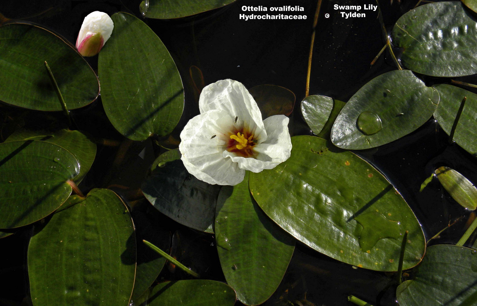 ottelia-ovalifolia-flora-ala-source.jpg