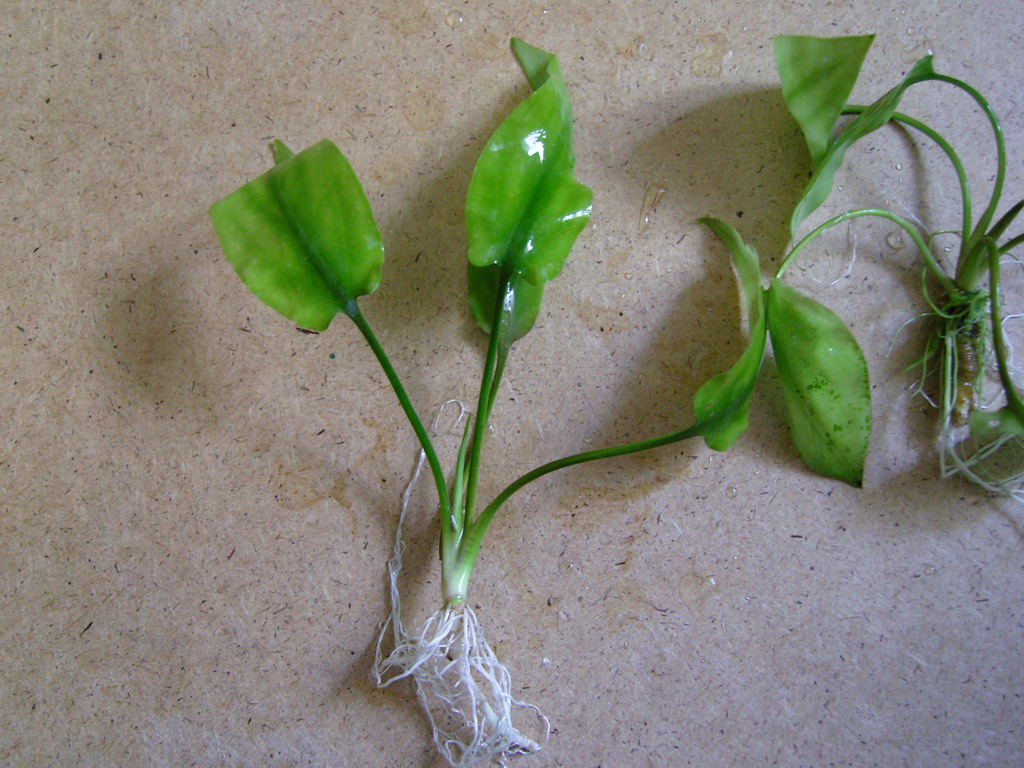 pontederiifolia-3.jpg