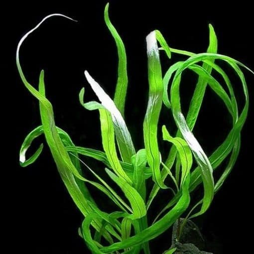 tanaman-hygrophila-corymbosa-angustifolia-510x510.jpg