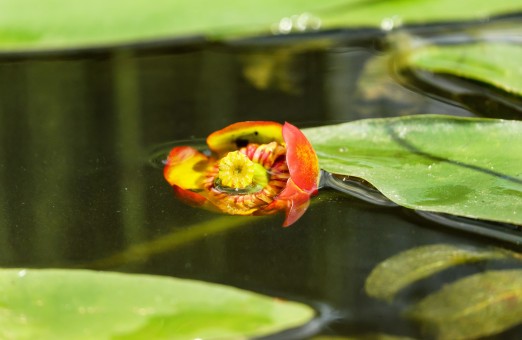 water_lily_japanese_pond_rose_nuphar_japonica_flowers_pond-557456.jpg