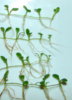 Glossostigma elatinoides2.jpg