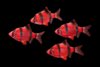 GloFish-Red-Barb-ribdom.ru3.jpg