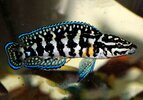 julidochromis-marlieri-gombe-2.jpg