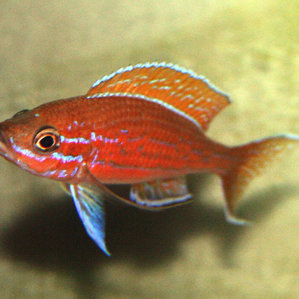 Paracyprichromis nigripinnis.jpg