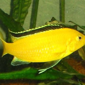 Labidochromis caeruleus \'yellow\'.jpg