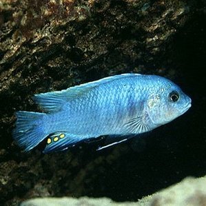 Labidochromis caeruleus \'blue white\'.jpg