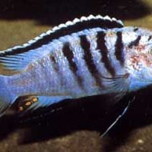 Labidochromis spec. \'Nkali\'.jpg