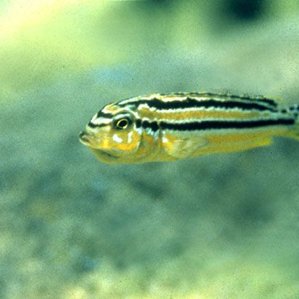 Melanochromis auratus2.jpg