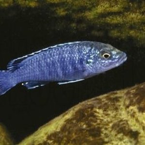 Melanochromis joanjohnsonae.jpg