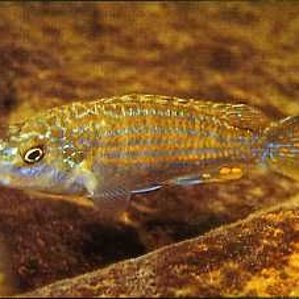 Melanochromis joanjohnsonae2.jpg