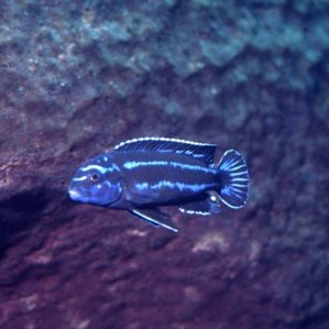Melanochromis maingano.jpg