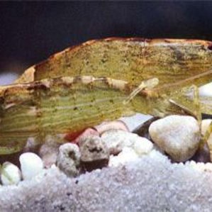 Молуккская креветка-фильтратор / Atyopsis moluccensis
