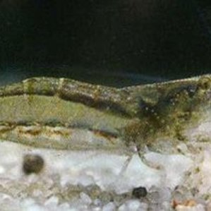 Красноносая креветка / Caridiria gracilirostris
