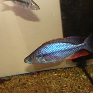 Dimidiochromis- Compressiceps