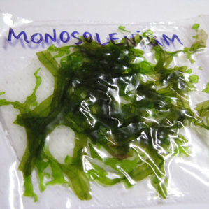 monosolenium