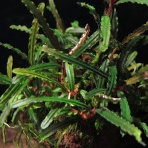Bucephalandra sp. Fake Catherineae, Daerash Malawi
