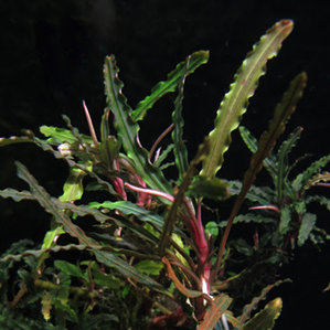 Bucephalandra sp. Velvet Leaf ???