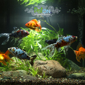 Наш аквариум с золотыми рыбками