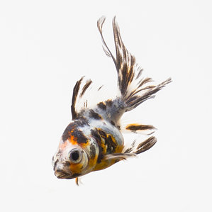 Ситцевая золотая рыбка