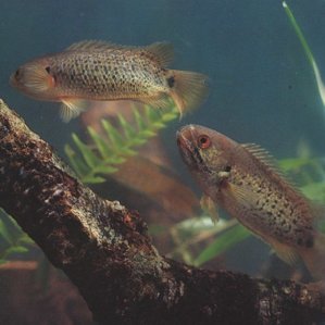 Анабас или рыба-ползун (Anabas testudineus)