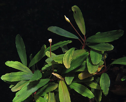 Bucephalandra sp. Green Blue Velvet, Sokan