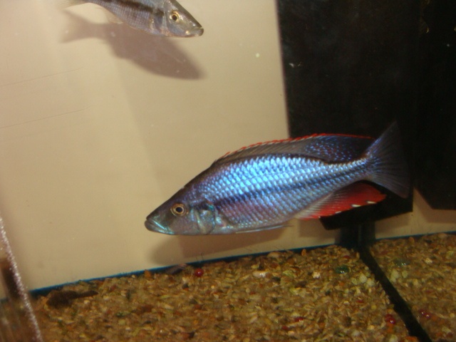 Dimidiochromis- Compressiceps