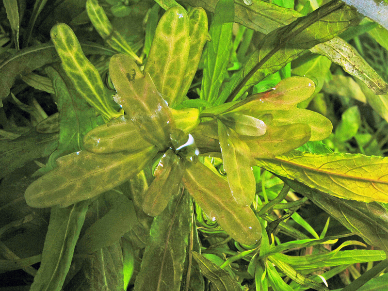 Дубок мексиканский (Trichocoronis rivularis)