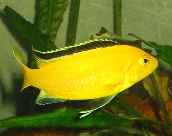 Labidochromis caeruleus \'yellow\'.jpg