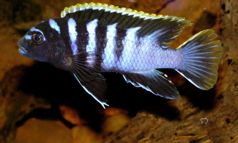 Labidochromis spec. \'Mbamba\'.jpg
