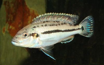 Melanochromis lepidophage2.jpg