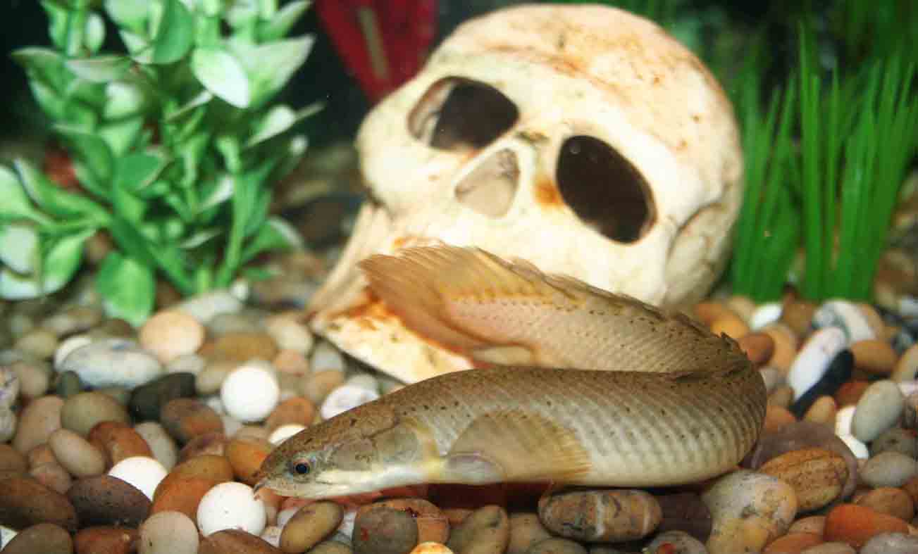 Змея в аквариуме. Вьюн Акантофтальмус. Рыба змея аквариумная каламоихт. Каламоихт калабарский рыба-змея. Акантофтальмус Кюля.