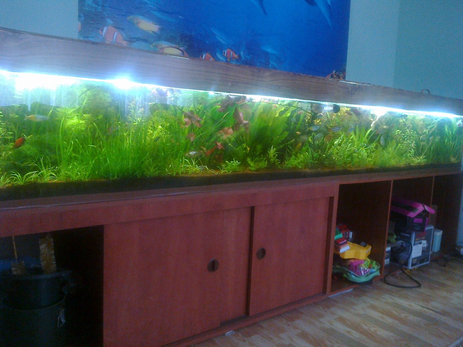 мой аквариум 600 л