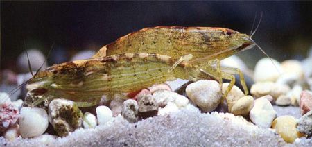 Молуккская креветка-фильтратор / Atyopsis moluccensis