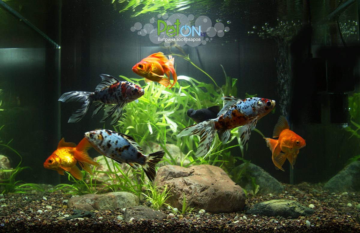Наш аквариум с золотыми рыбками