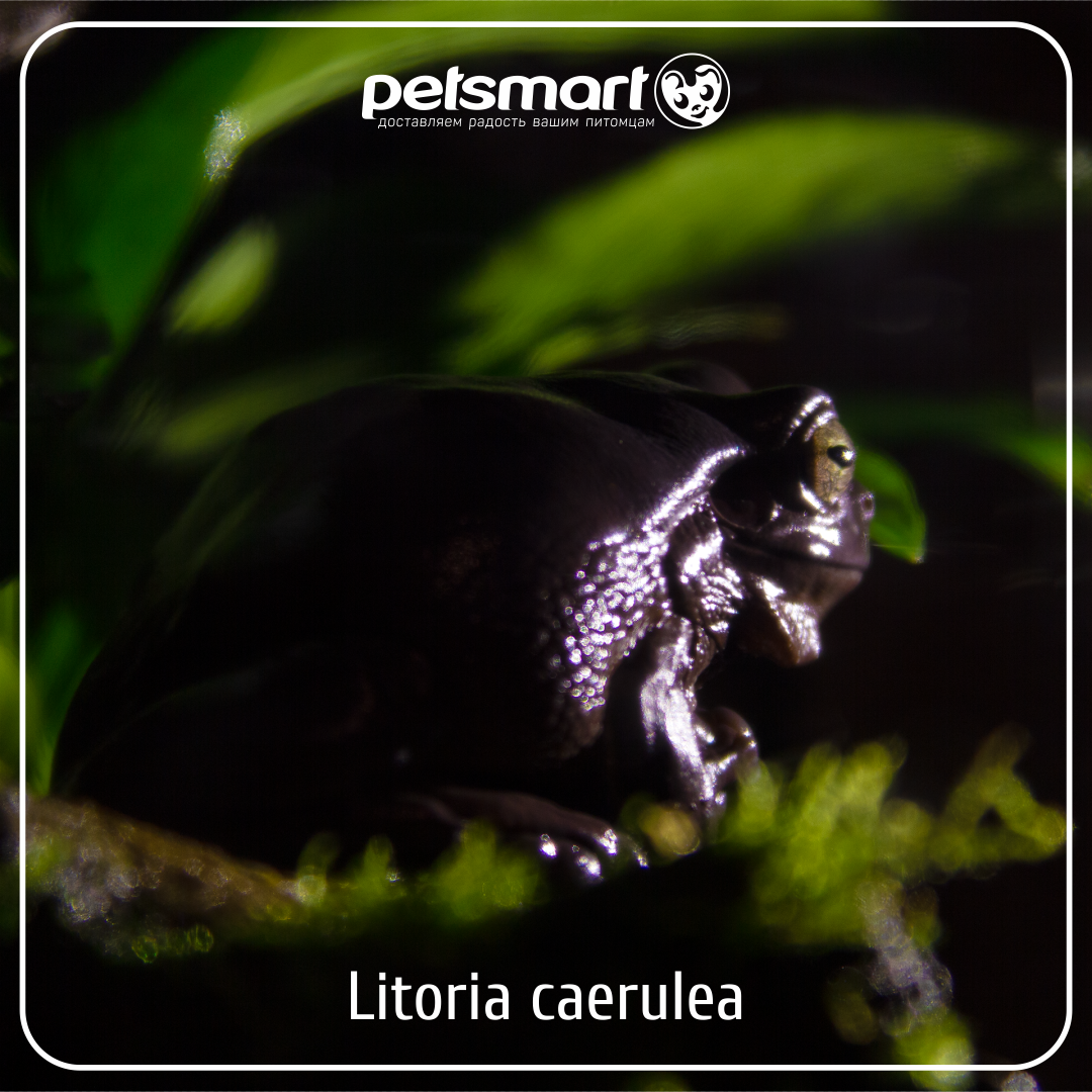 Pelodryas (Litoria) caerulea