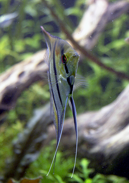 Pterophyllum