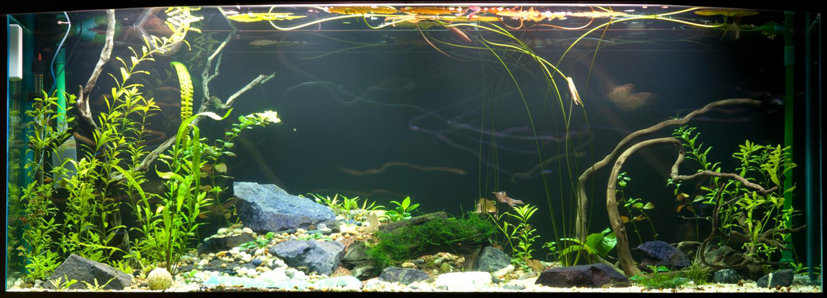 Растения и мхи, в моем аквариуме