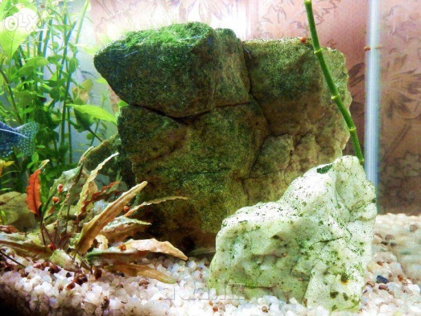 Вид камня в аквариуме